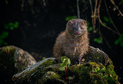 The green moss brown rodent

